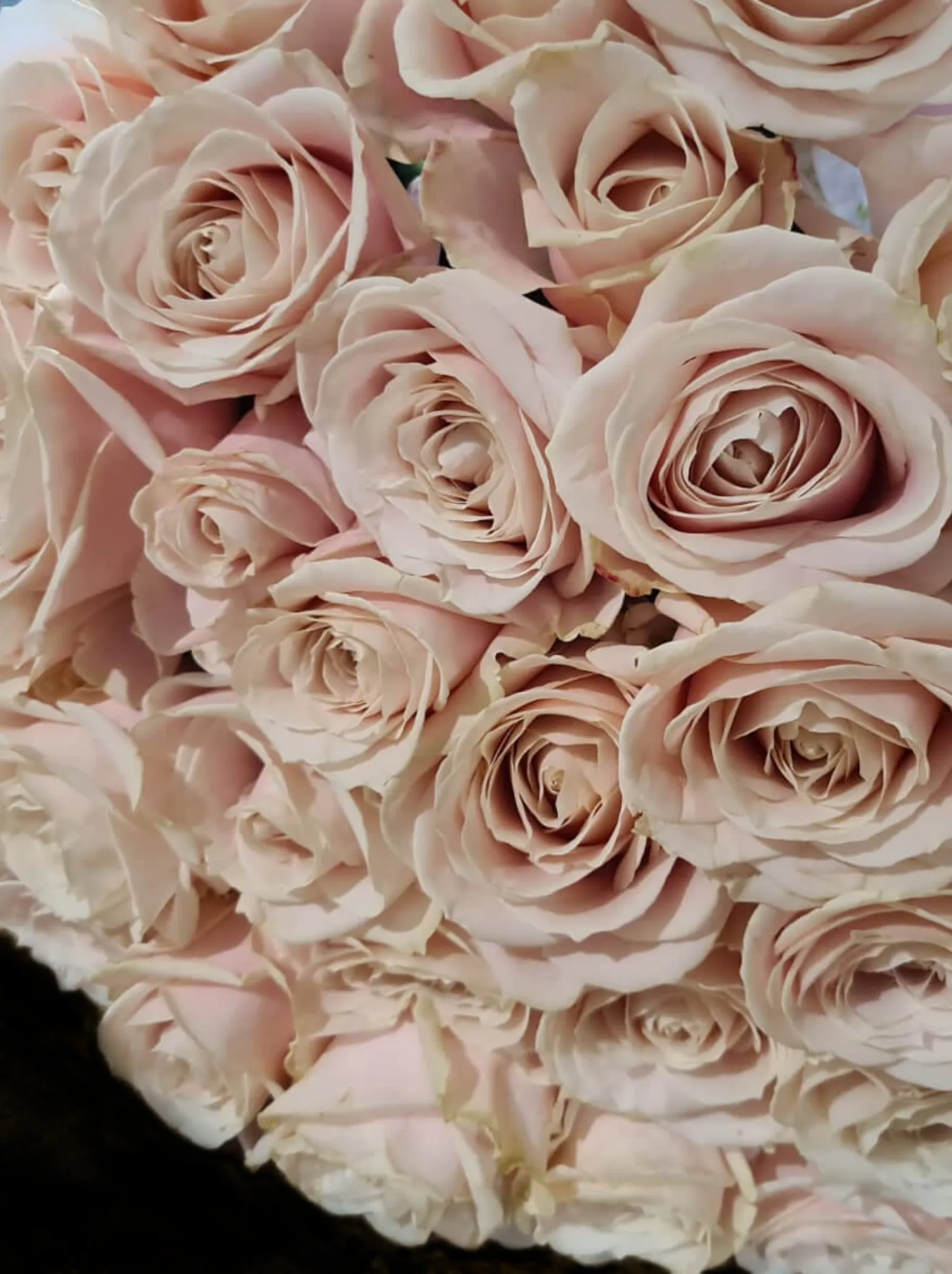 Buy Tea roses in Marbella