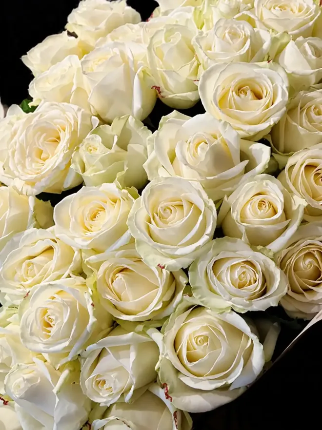 Buy 100 White roses in Marbella