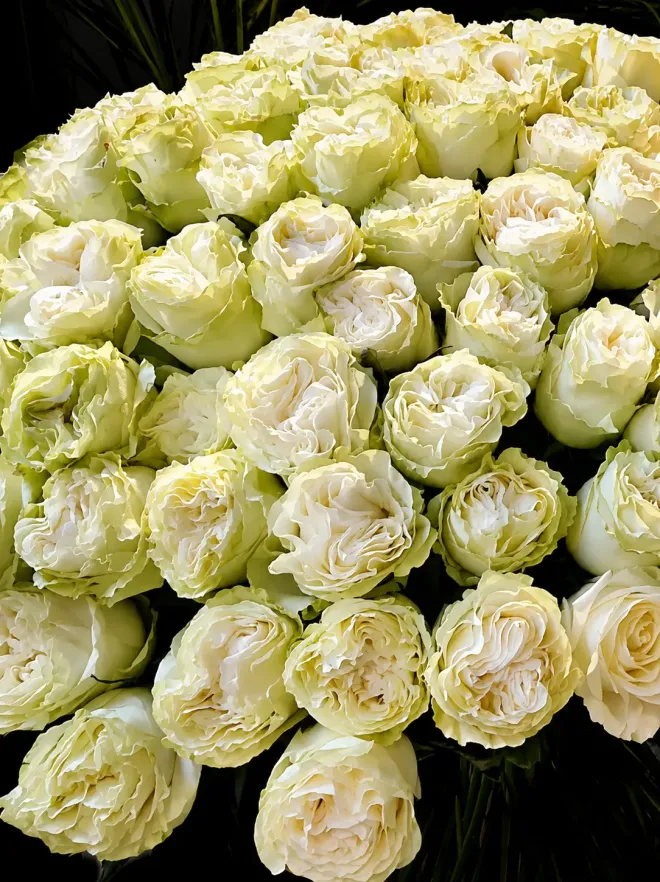 Buy Lush roses in Marbella